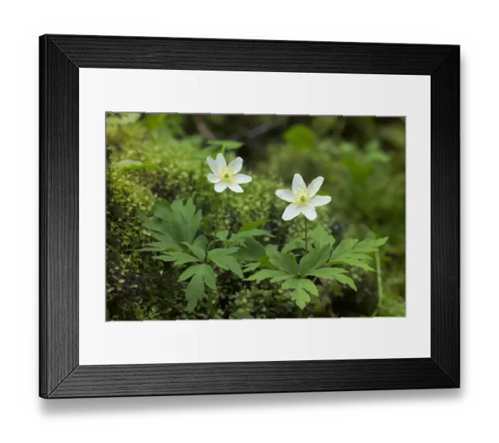 Framed Print : Wood anemone {Anemone nemorosa} Correl Glen NNR, County Fermanagh, Northern Ireland, UK Framed Print : Wood anemone {Anemone nemorosa} Correl Glen NNR, County Fermanagh, Northern Ireland, UK