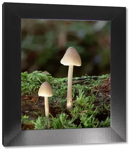 Bonnet mushroom fungus (Mycena sp) Clare Glen, County Armagh, Northern Ireland, UK