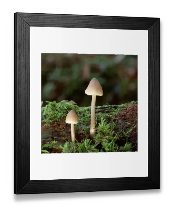 Framed Print : Bonnet mushroom fungus (Mycena sp) Clare Glen, County Armagh, Northern Ireland, UK Framed Print : Bonnet mushroom fungus (Mycena sp) Clare Glen, County Armagh, Northern Ireland, UK