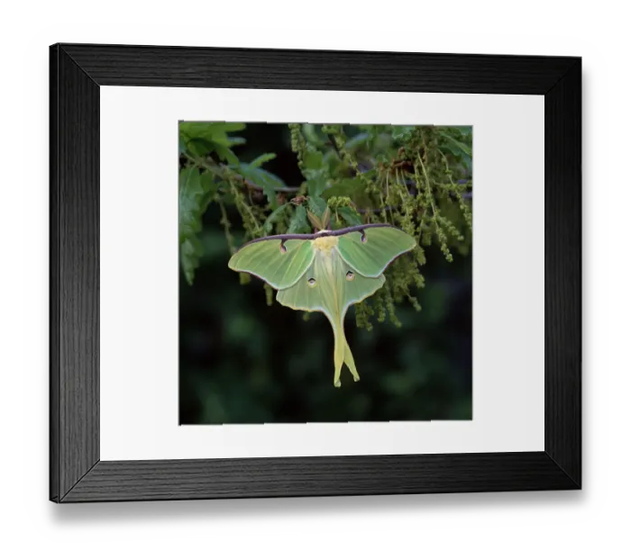 Framed Print : American moon moth (Actias luna) male, North America Framed Print : American moon moth (Actias luna) male, North America