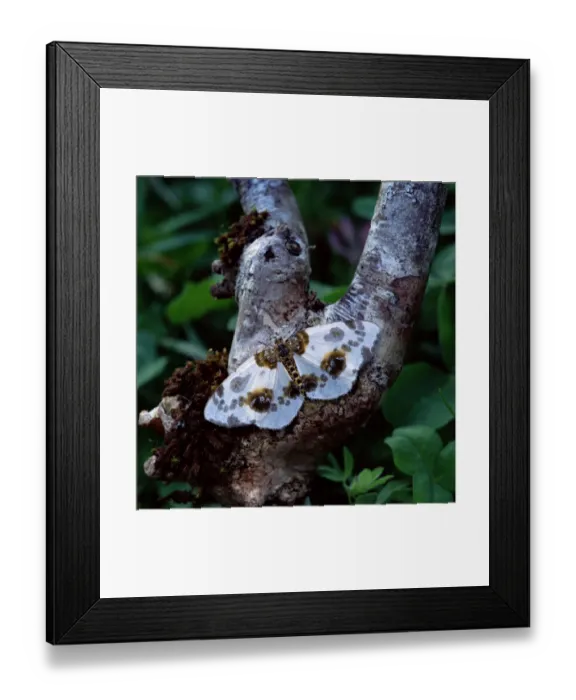 Framed Print : Clouded magpie moth (Abraxas sylvata) resting, camouflaged on branch, Lackan Bog Framed Print : Clouded magpie moth (Abraxas sylvata) resting, camouflaged on branch, Lackan Bog