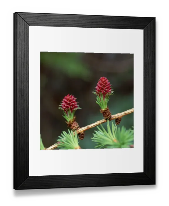 Framed Print : Female cones of European larch tree (Larix decidua) Bannogue Bridge, County Down Framed Print : Female cones of European larch tree (Larix decidua) Bannogue Bridge, County Down