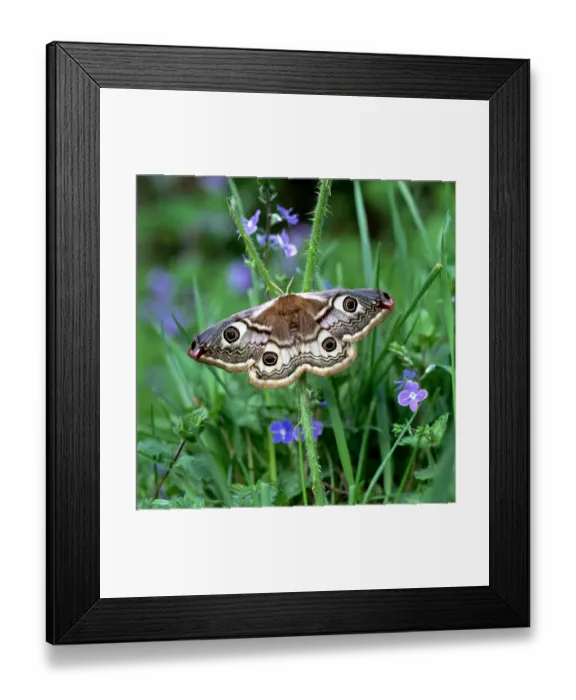 Framed Print : Small emperor moth (Saturnia pavonia) on Speedwell flowers, Annagarriff Wood NNR Framed Print : Small emperor moth (Saturnia pavonia) on Speedwell flowers, Annagarriff Wood NNR