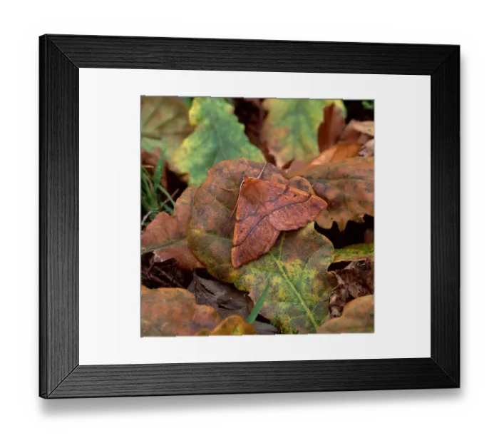 Framed Print : Feathered thorn moth (Colotois pennaria) camouflaged amongst fallen oak leaves, Rehaghy Mountain Framed Print : Feathered thorn moth (Colotois pennaria) camouflaged amongst fallen oak leaves, Rehaghy Mountain
