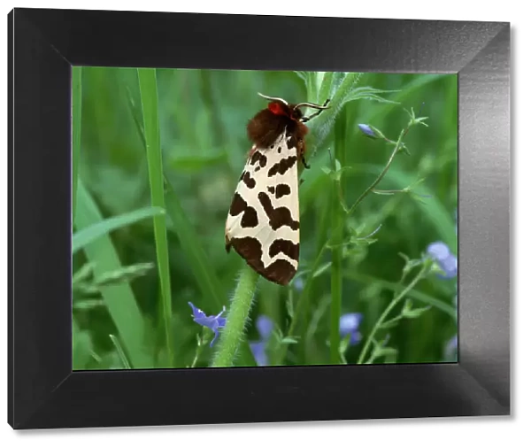 Garden tiger moth (Arctia caja) Killard Point NNR, Strangford, County Down, Northern Ireland