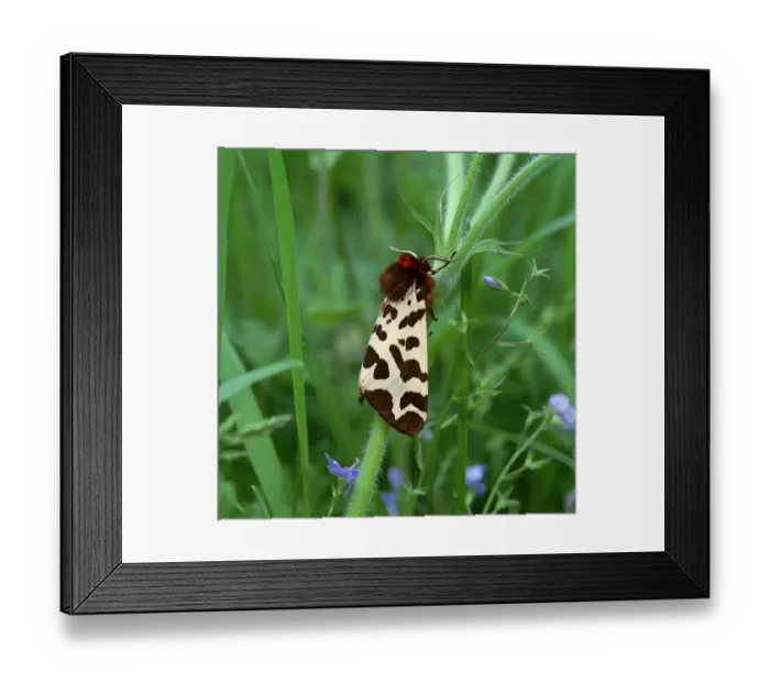 Framed Print : Garden tiger moth (Arctia caja) Killard Point NNR, Strangford, County Down, Northern Ireland Framed Print : Garden tiger moth (Arctia caja) Killard Point NNR, Strangford, County Down, Northern Ireland
