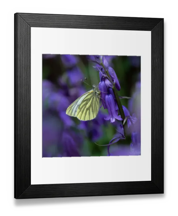 Framed Print : Green-veined white butterfly (Pieris napi) resting on Bluebell flower, Clare Glen Framed Print : Green-veined white butterfly (Pieris napi) resting on Bluebell flower, Clare Glen
