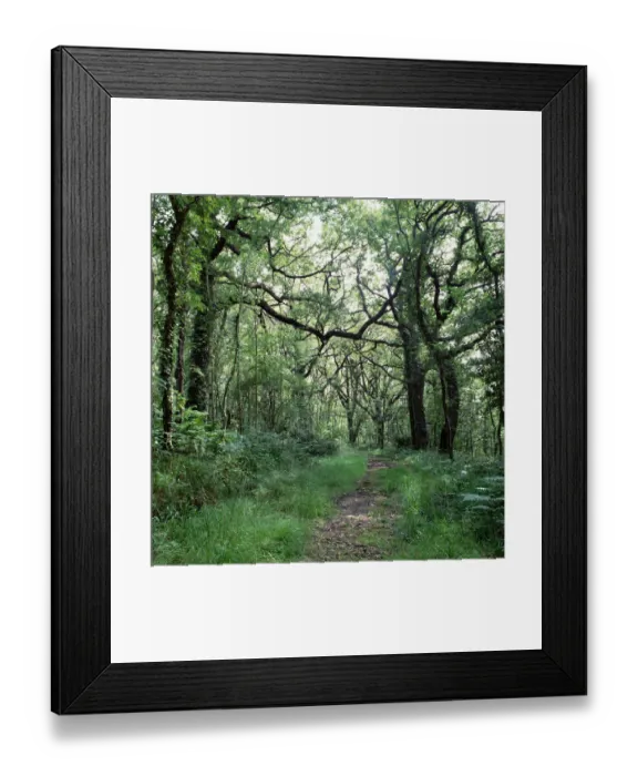 Framed Print : Path through mature oak woodland on the Crom Estate, County Fermanagh, Northern Ireland Framed Print : Path through mature oak woodland on the Crom Estate, County Fermanagh, Northern Ireland