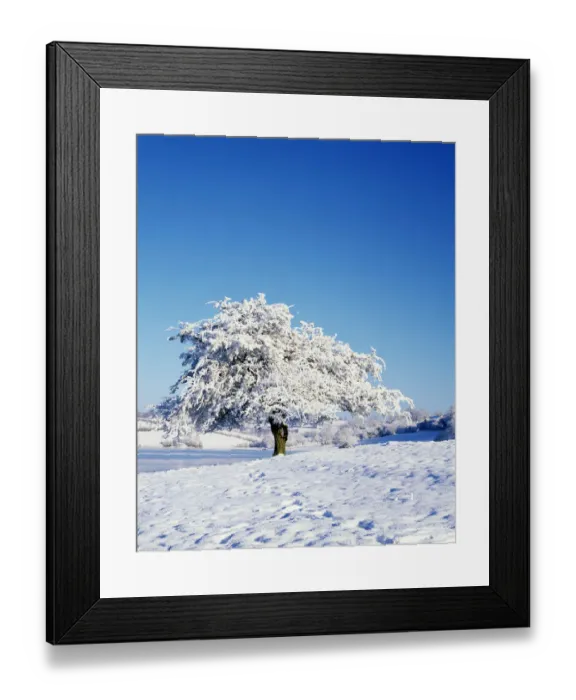 Framed Print : Hawthorn tree (Crataegus monogyna) covered with snow in winter landscape, Corbet Lough Framed Print : Hawthorn tree (Crataegus monogyna) covered with snow in winter landscape, Corbet Lough