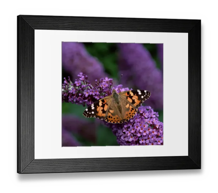 Framed Print : Painted lady butterfly (Vanessa cardui) on Buddleia flowers, County Down, Northern Ireland Framed Print : Painted lady butterfly (Vanessa cardui) on Buddleia flowers, County Down, Northern Ireland