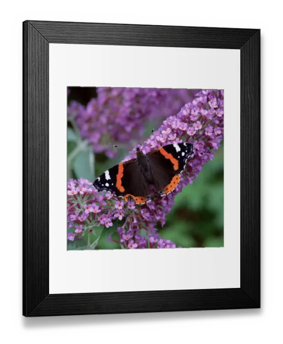 Framed Print : Red admiral butterfly (Vanessa atalanta) on Buddleia flowers, County Down, Northern Ireland Framed Print : Red admiral butterfly (Vanessa atalanta) on Buddleia flowers, County Down, Northern Ireland