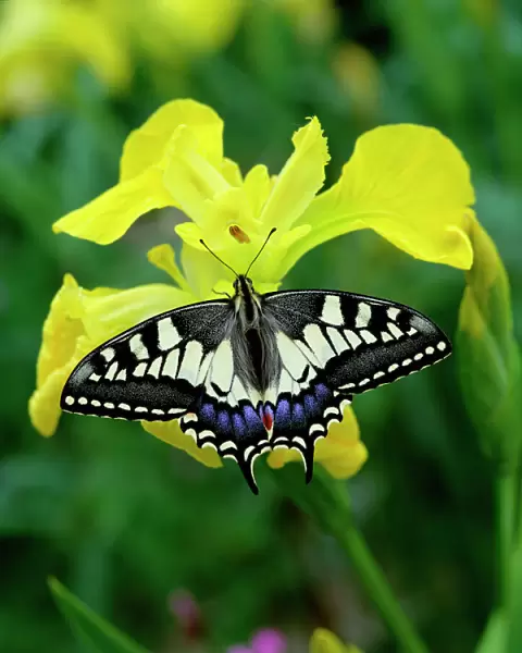 Swallowtail butterfly (Papilio machaon brittannicus) resting on flag iris, Norfolk Broads