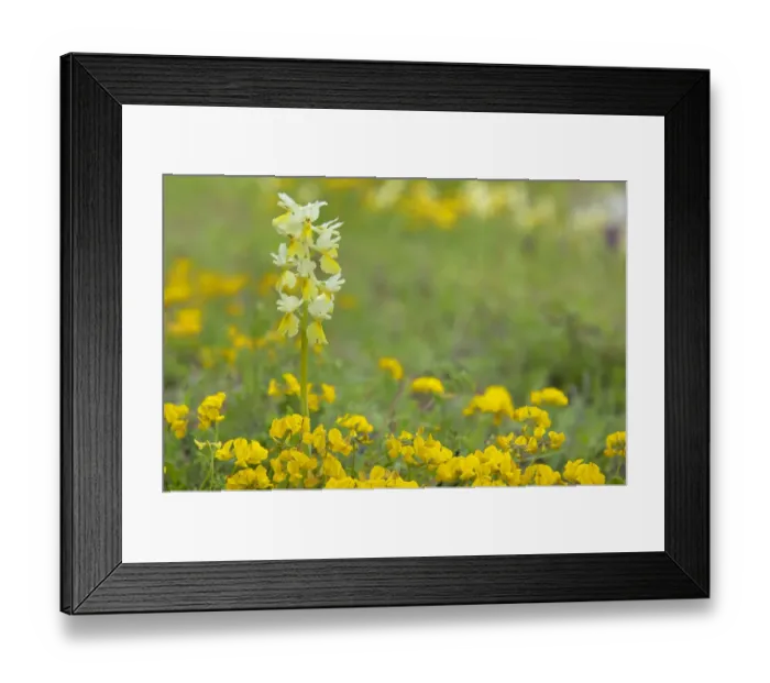 Framed Print : Orchid (Orchis pauciflora) flowering in meadow, Apennine Mountains, Italy, May
