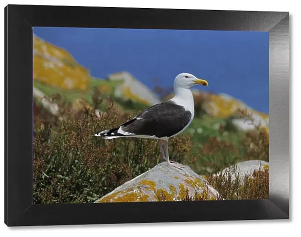 Lesser Black Backed Gull (Larus fuscus) perched on a rock. Great Saltee Island, Kilmore Quay