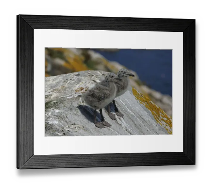 Framed Print : Two Lesser Black-backed Gull (Larus fuscus) chicks on a rock. Great Saltee Island Framed Print : Two Lesser Black-backed Gull (Larus fuscus) chicks on a rock. Great Saltee Island