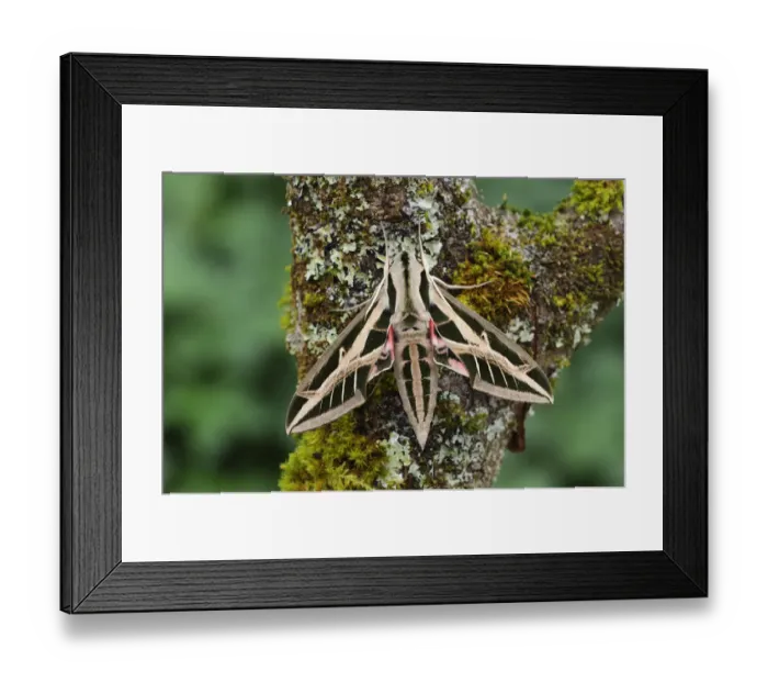 Framed Print : Banded sphinx moth (Eumorpha fasciatus) on tree trunk, Bellaview, Florida, USA, May Framed Print : Banded sphinx moth (Eumorpha fasciatus) on tree trunk, Bellaview, Florida, USA, May