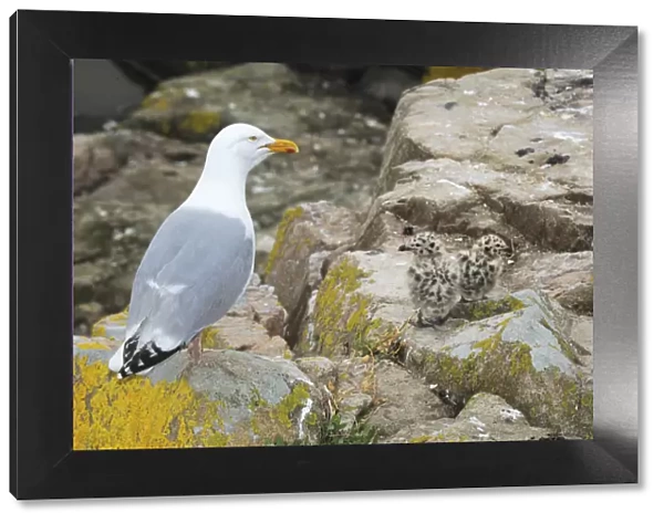 Common gull (Larus canus) with chicks on rocks, Great Saltee Island, County Wexford