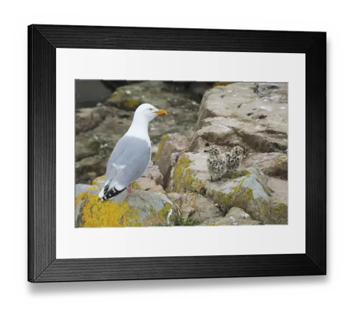 Framed Print : Common gull (Larus canus) with chicks on rocks, Great Saltee Island, County Wexford Framed Print : Common gull (Larus canus) with chicks on rocks, Great Saltee Island, County Wexford