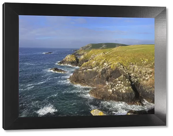 Coastal landscape with rocky headland, Great Saltee Island, County Wexford, Republic of Ireland
