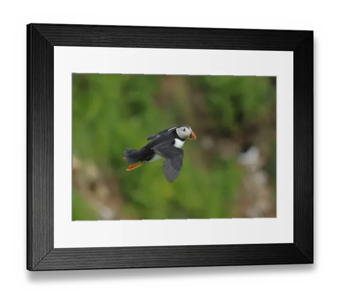 Framed Print : Puffin (Fratercula arctica) in flight, Saltee Islands, County Wexford, Republic of Ireland Framed Print : Puffin (Fratercula arctica) in flight, Saltee Islands, County Wexford, Republic of Ireland