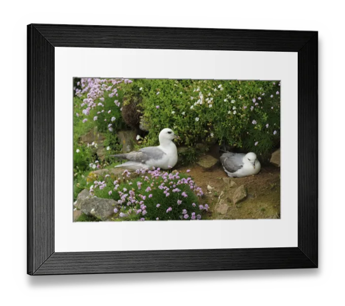 Framed Print : Northern fulmar (Fulmarus glacialis) nesting pair, Saltee Islands, County Wexford