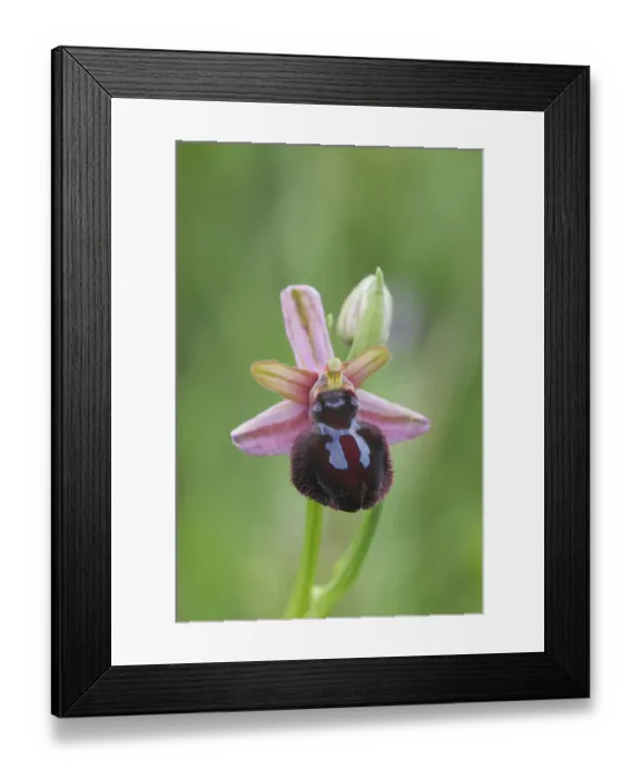 Framed Print : Bee orchid (Ophrys sipontensis) flower, Rugiano, Monte St Angelo, Gargano, Italy, April Framed Print : Bee orchid (Ophrys sipontensis) flower, Rugiano, Monte St Angelo, Gargano, Italy, April