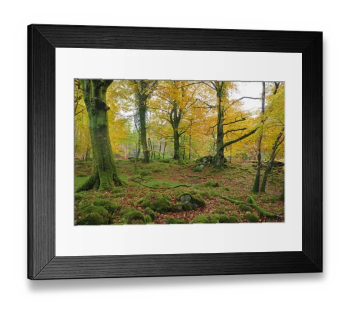 Framed Print : Beech woodland near Torc centre, Killarney National Park County Kerry, Ireland Framed Print : Beech woodland near Torc centre, Killarney National Park County Kerry, Ireland