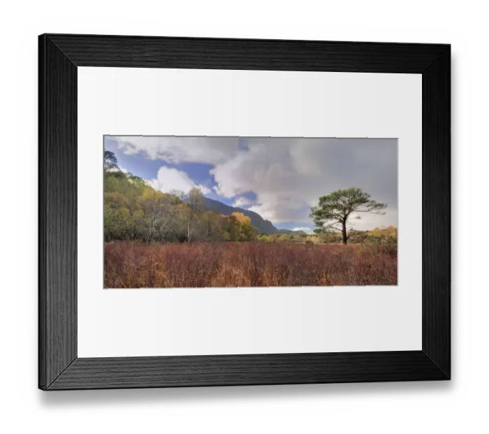 Framed Print : Bog myrtle (Myrica gale) photographed from Dynas path, Killarney National Park Framed Print : Bog myrtle (Myrica gale) photographed from Dynas path, Killarney National Park