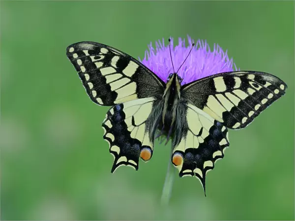 European swallowtail butterfly (Papilio machaon gorganus) on flower, Mercantour National Park