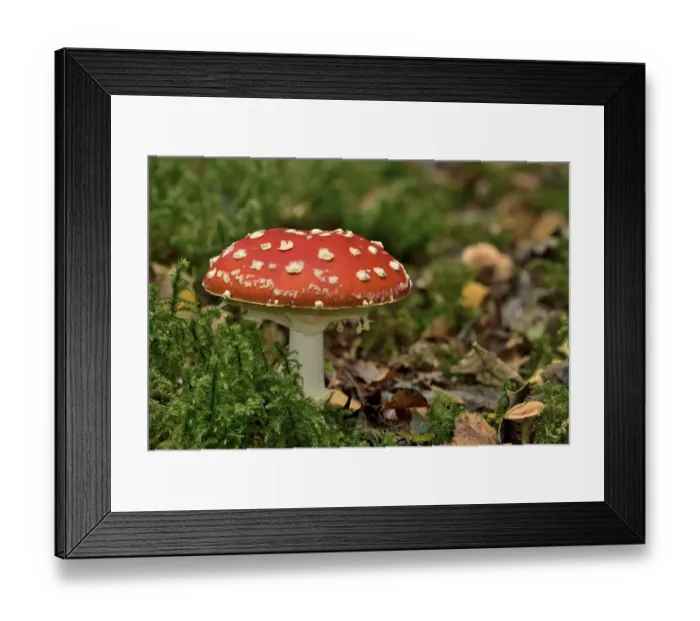 Framed Print : Fly agaric (Amanita muscaria) under birch, Peatlands Park and Annagariff Wood NNR Framed Print : Fly agaric (Amanita muscaria) under birch, Peatlands Park and Annagariff Wood NNR