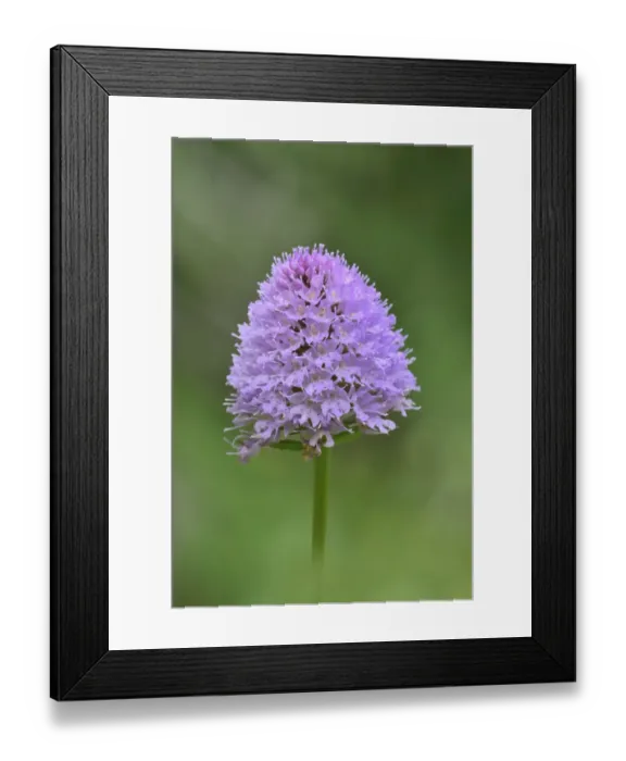 Framed Print : Globe orchid (Traunsteinera globosa) near Lac du Bornon, Mercantour National Park Framed Print : Globe orchid (Traunsteinera globosa) near Lac du Bornon, Mercantour National Park