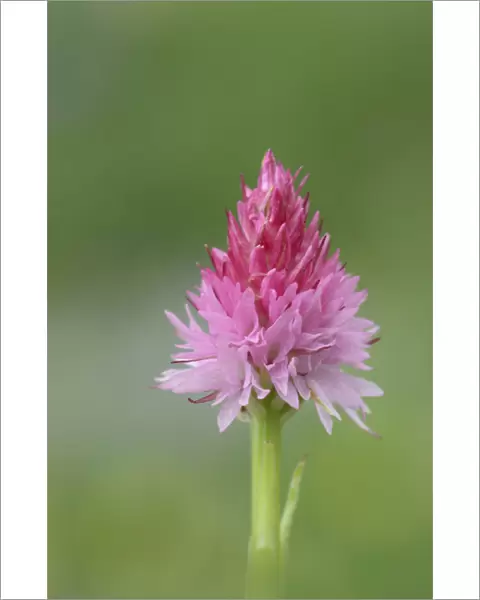 Orchid (Nigritella cornelliana) Mercantour National Park, Provence, France, June