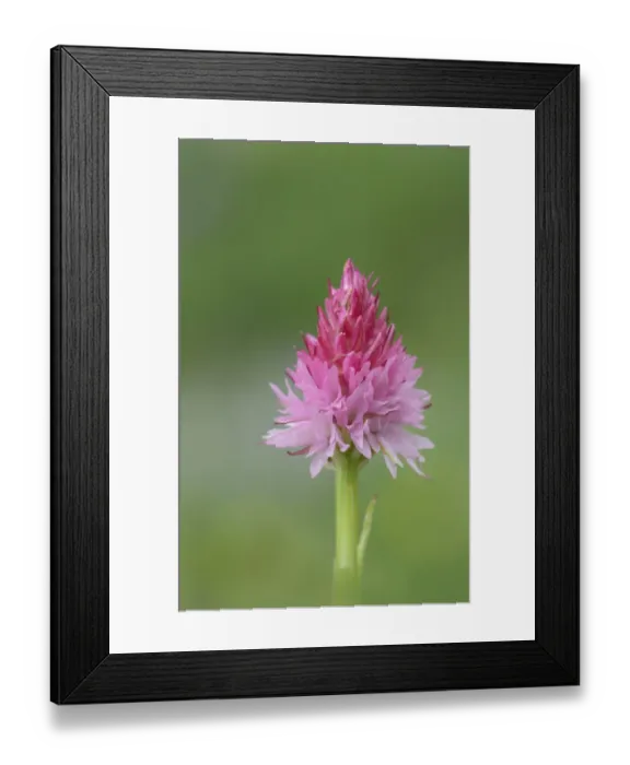 Framed Print : Orchid (Nigritella cornelliana) Mercantour National Park, Provence, France, June Framed Print : Orchid (Nigritella cornelliana) Mercantour National Park, Provence, France, June