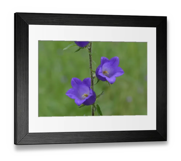 Framed Print : Creeping bellflower (Campanula rapunculoides) Mercantour National Park, Provence, France, June Framed Print : Creeping bellflower (Campanula rapunculoides) Mercantour National Park, Provence, France, June