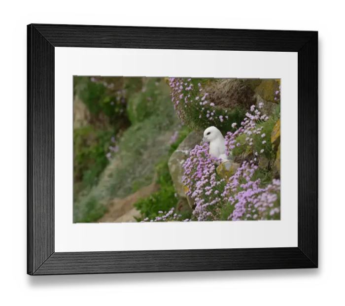 Framed Print : Fulmar (Fulmarus glacialis) nesting amongst flowering thrift (Armeria maritima) Framed Print : Fulmar (Fulmarus glacialis) nesting amongst flowering thrift (Armeria maritima)