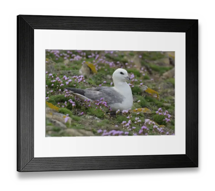 Framed Print : Fulmar (Fulmarus glacialis) nesting amongst flowering thrift (Armeria maritima) Framed Print : Fulmar (Fulmarus glacialis) nesting amongst flowering thrift (Armeria maritima)