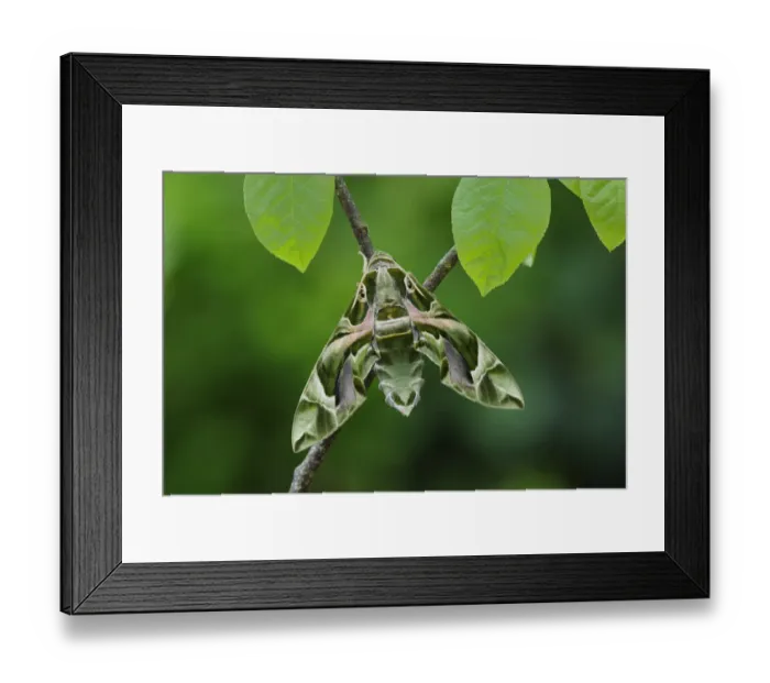 Framed Print : Oleander Hawkmoth (Daphnis nerii) resting, Southern Sicily, Italy Framed Print : Oleander Hawkmoth (Daphnis nerii) resting, Southern Sicily, Italy