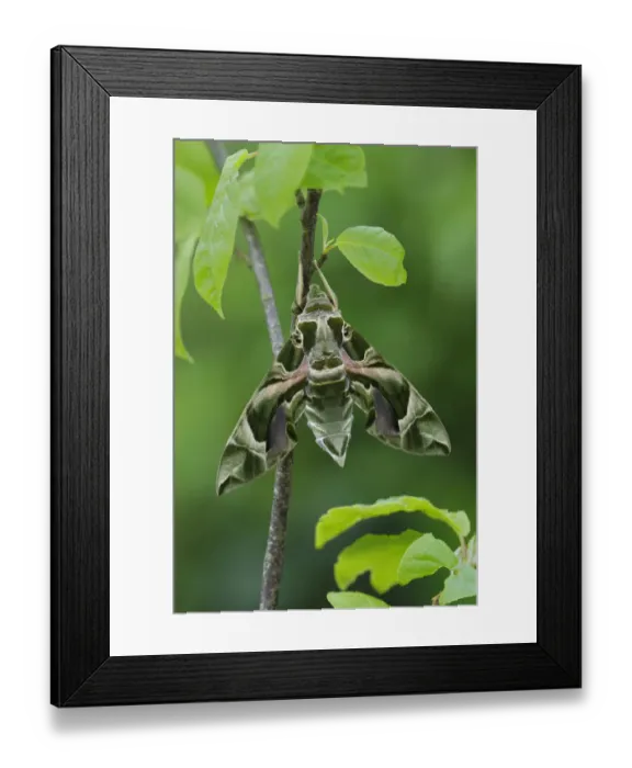 Framed Print : Oleander Hawkmoth (Daphnis nerii) resting, Southern Sicily, Italy. March