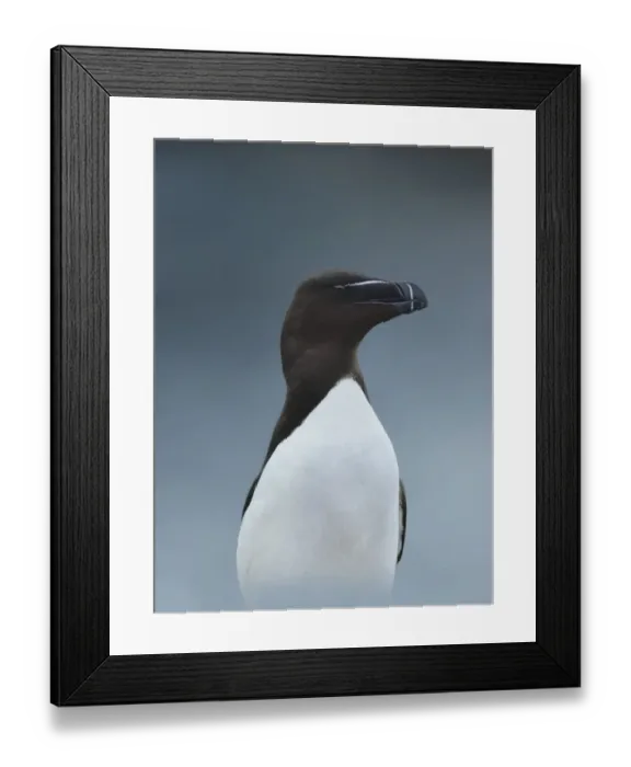 Framed Print : Razorbill (Alca torda) Great Saltee Island, County Wexford, Ireland, June Framed Print : Razorbill (Alca torda) Great Saltee Island, County Wexford, Ireland, June