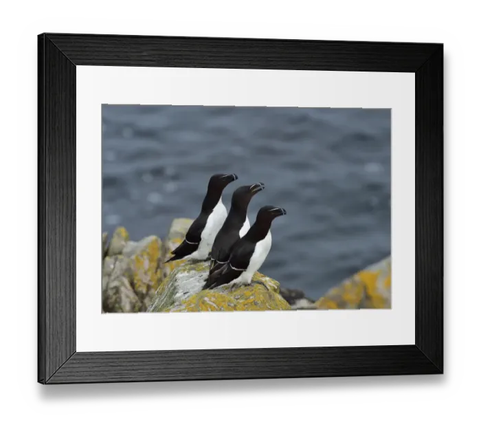 Framed Print : Razorbill (Alca torda) group, Great Saltee Island, County Wexford, Ireland. June Framed Print : Razorbill (Alca torda) group, Great Saltee Island, County Wexford, Ireland. June