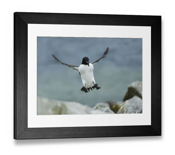 Framed Print : Razorbill (Alca torda) landing, Great Saltee Island, County Wexford, Ireland, June
