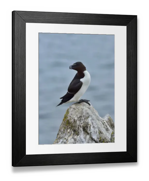 Framed Print : Razorbill (Alca torda) Great Saltee Island, County Wexford, Ireland, June Framed Print : Razorbill (Alca torda) Great Saltee Island, County Wexford, Ireland, June