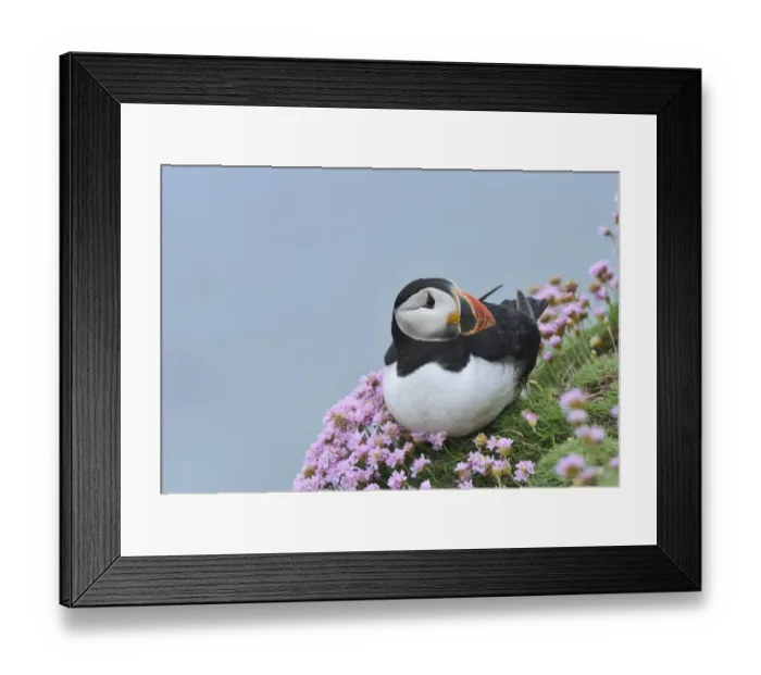 Framed Print : Puffin (Fratercula arctica) among sea thrift, Great Saltee Island, County Wexford, Ireland Framed Print : Puffin (Fratercula arctica) among sea thrift, Great Saltee Island, County Wexford, Ireland