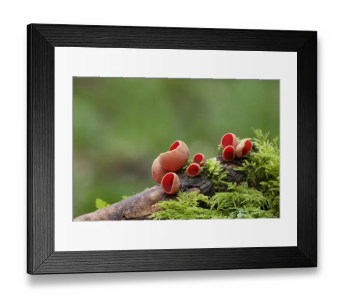 Framed Print : Scarlet elf cup (Sarcoscypha coccinea) in spring, Northern Ireland Framed Print : Scarlet elf cup (Sarcoscypha coccinea) in spring, Northern Ireland