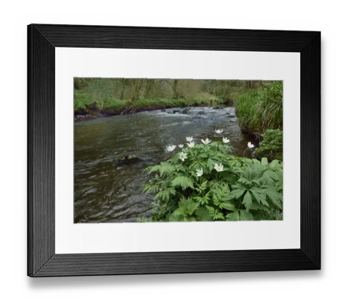 Framed Print : Wood anemone (Anemone nemorosa) by river, Co. Armagh, Northern Ireland Framed Print : Wood anemone (Anemone nemorosa) by river, Co. Armagh, Northern Ireland
