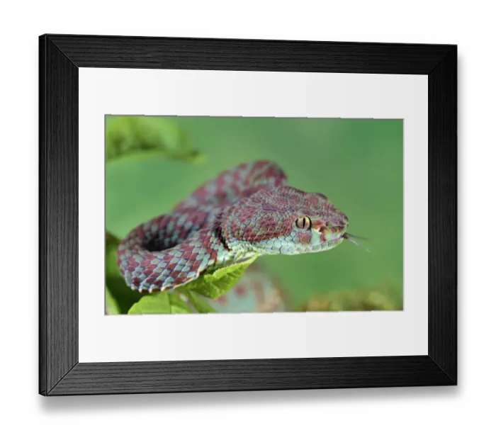 Framed Print : Beautiful pit viper (Trimeresurus venustus) captive occurs in Thailand Framed Print : Beautiful pit viper (Trimeresurus venustus) captive occurs in Thailand