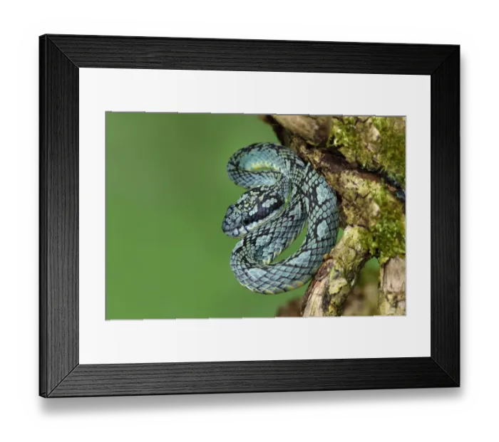 Framed Print : Sri Lankan pitviper (Trimeresurus trigonocephalus) captive, endemic to Sri Lanka Framed Print : Sri Lankan pitviper (Trimeresurus trigonocephalus) captive, endemic to Sri Lanka