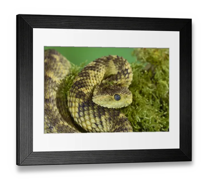 Framed Print : Cameroon bush viper (Atheris broadleyi) captive occurs in West Africa Framed Print : Cameroon bush viper (Atheris broadleyi) captive occurs in West Africa