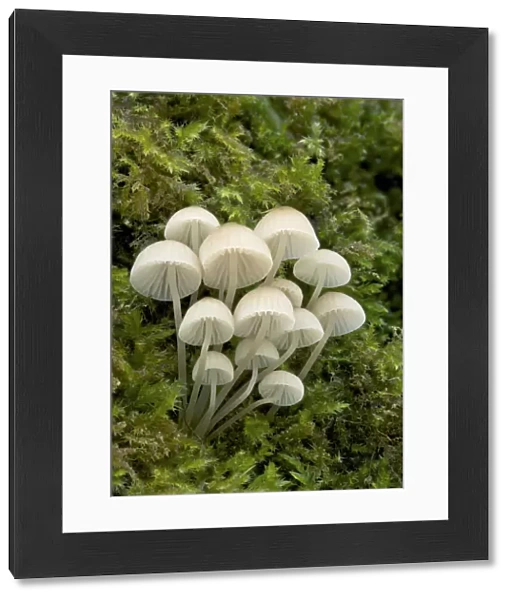 Bonnet mushroom (Mycena pseudocorticola) Glengarrif County Cork, County Down, Northern Ireland