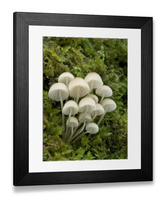 Framed Print : Bonnet mushroom (Mycena pseudocorticola) Glengarrif County Cork, County Down, Northern Ireland Framed Print : Bonnet mushroom (Mycena pseudocorticola) Glengarrif County Cork, County Down, Northern Ireland